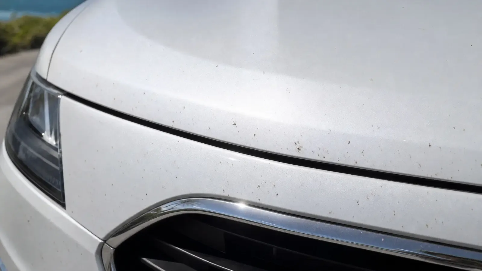 Primer plano de residuos de insectos secos en el borde de un capó de auto y parachoques delantero bajo el sol de los Cayos de Florida